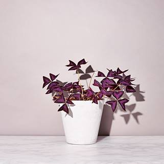Oxalis Triangularis, False Shamrock, the little book of house plants by emma sibley